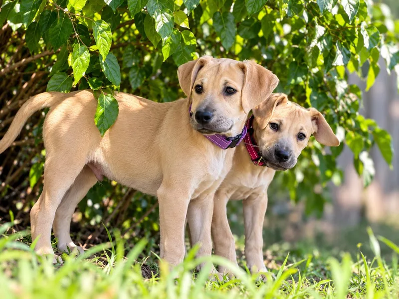 A baby medium-sized male Black Mouth Cur dog named Boone for adoption in West Des Moines, IA