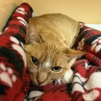 A young medium-sized female Domestic Short Hair cat named Purrcey Windsor for adoption in Windsor, CT