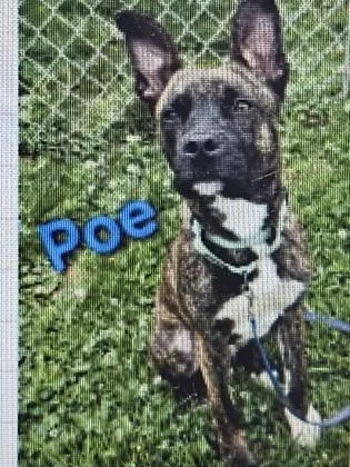 A young medium-sized male Mixed Breed dog named Poe for adoption in Cincinnati, OH