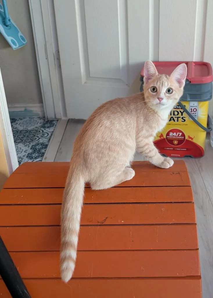 A baby medium-sized female Domestic Short Hair cat named Aperol for adoption in San Antonio, TX