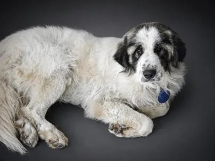 An adult large-sized male Great Pyrenees dog named Moo for adoption in Bowling Green, KY