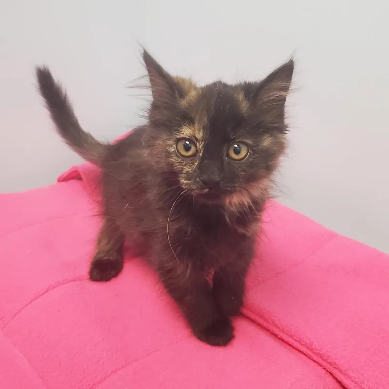 A baby small-sized female Brown / Chocolate Domestic Long Hair cat named Sol Ruca for adoption in Winchester, TN