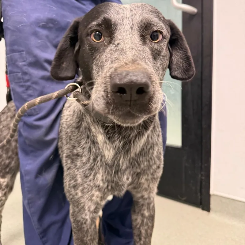 An adult large-sized male Black Australian Cattle Dog / Blue Heeler dog named Wyatt for adoption in Abilene, TX