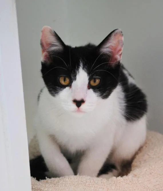 A young medium-sized female Black & White / Tuxedo Domestic Short Hair cat named Cici for adoption in Marietta, GA