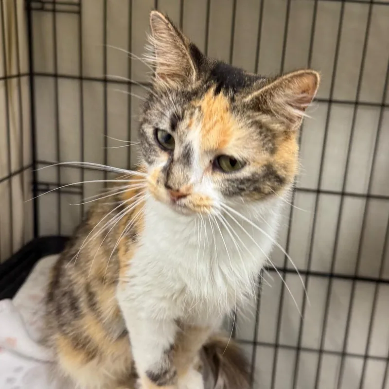 An adult medium-sized female Calico Domestic Short Hair cat named Fiesta for adoption in Normal, IL