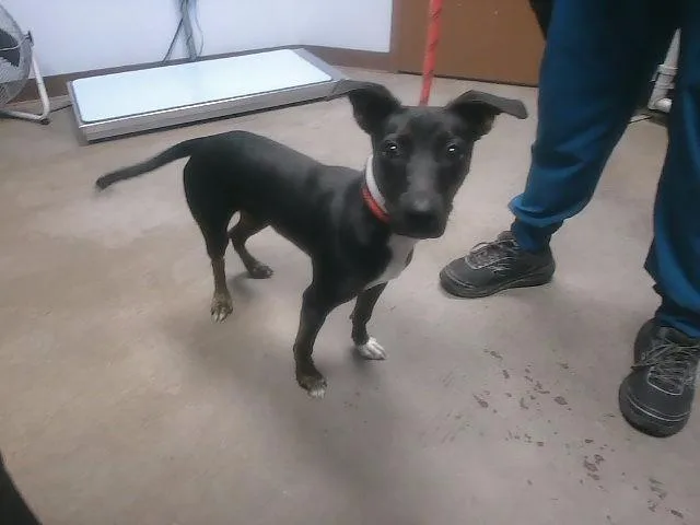 A young large-sized male Labrador Retriever dog named Rocky for adoption in Phoenix, AZ