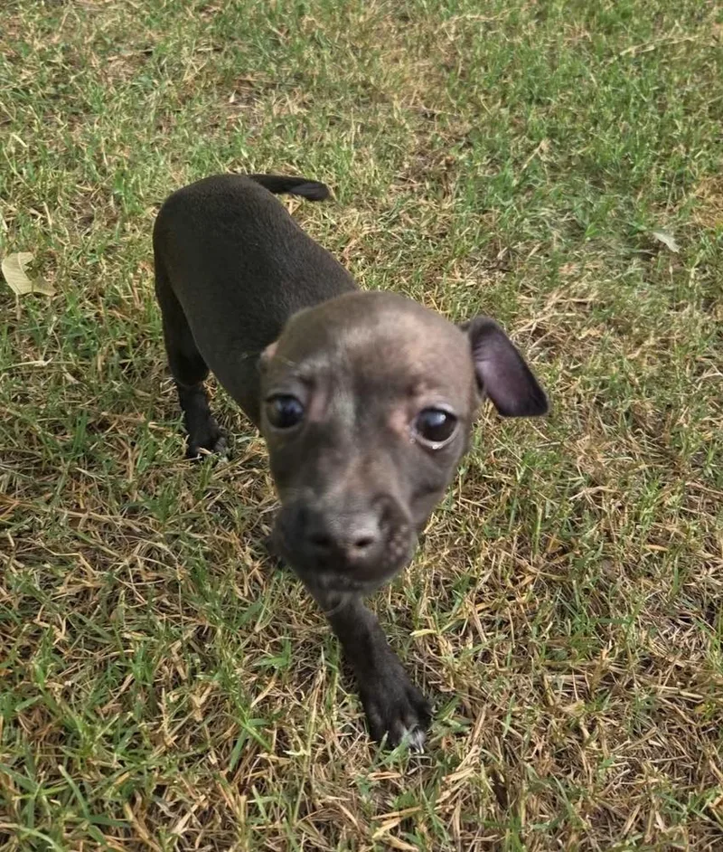 A baby small-sized female Black Chihuahua dog named Peanut for adoption in Norfolk, MA