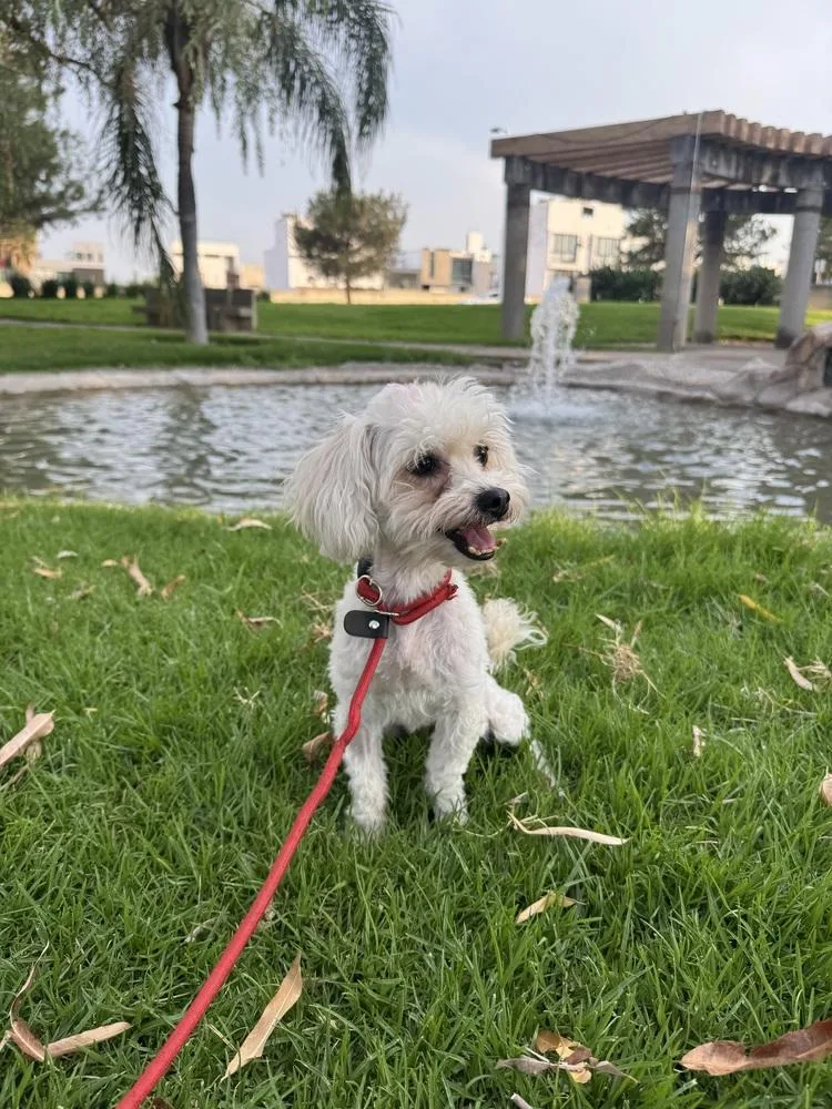 An adult small-sized female White / Cream Poodle dog named Audrey for adoption in Gig Harbor, WA