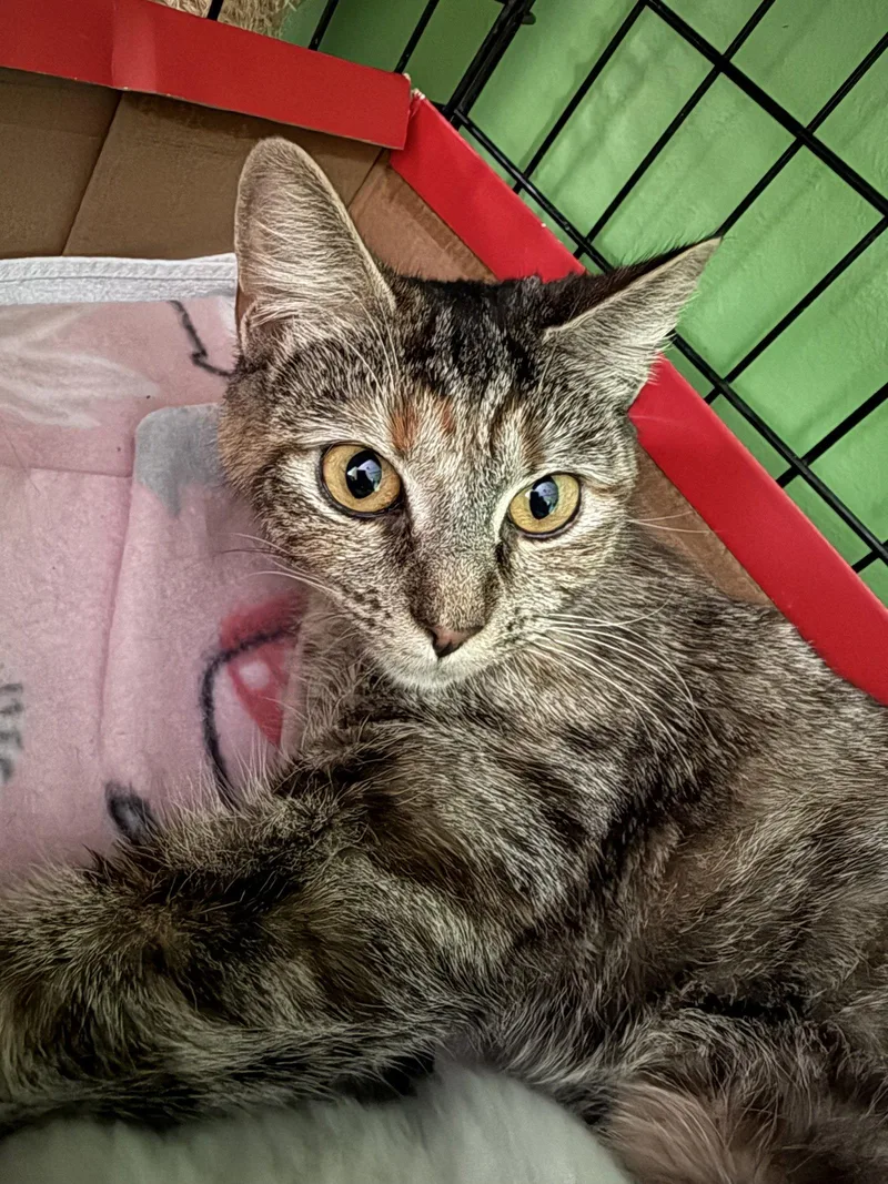 An adult medium-sized female Torbie cat named Nova for adoption in Dublin, OH