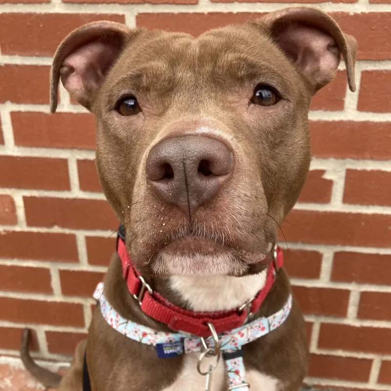 An adult medium-sized female Brown / Chocolate Pit Bull Terrier dog named Zeyda for adoption in Providence, RI