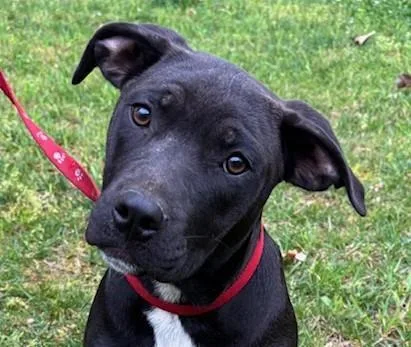 A young medium-sized female Brown / Chocolate Labrador Retriever dog named Maple Merry for adoption in Andover, MA
