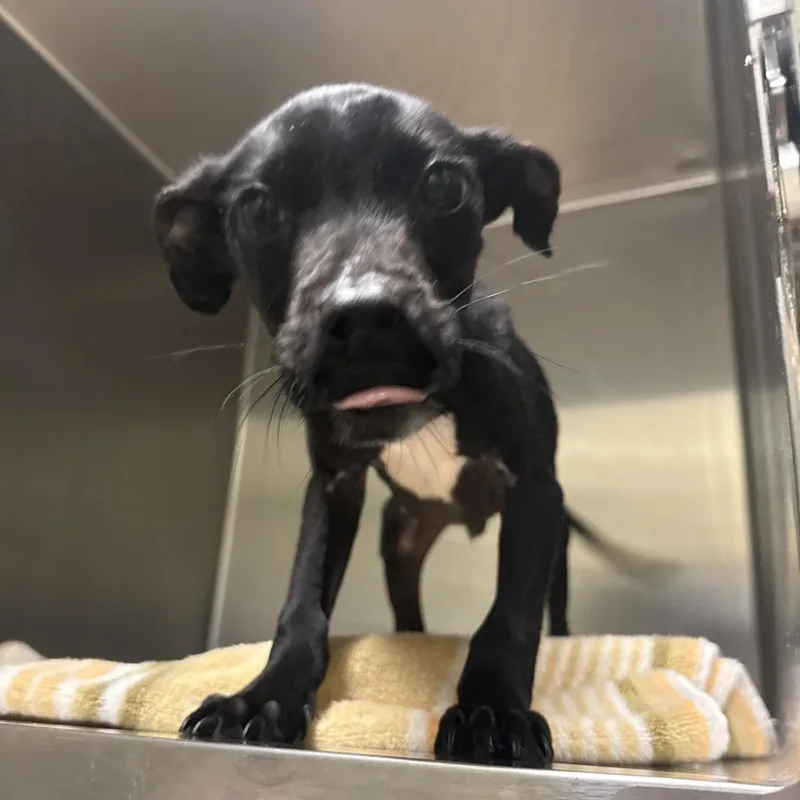 A baby medium-sized male Black Mixed Breed dog named Straykolbavenue for adoption in Columbus, GA