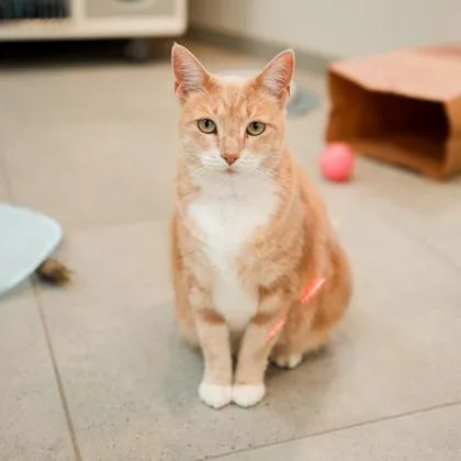 A senior small-sized female Orange / Red Domestic Short Hair cat named Luna for adoption in Atlanta, GA
