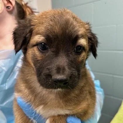 A young large-sized male Shepherd dog named Zach for adoption in Kansas City, MO