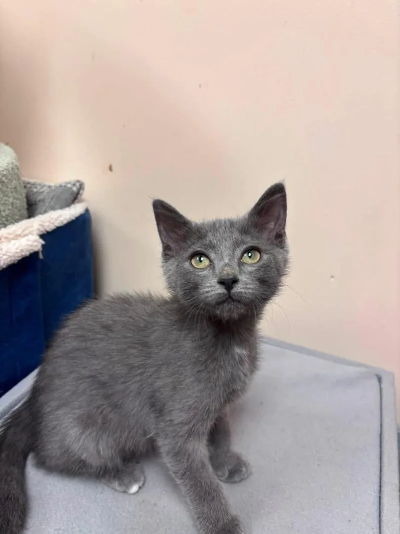 A baby medium-sized female Gray / Blue / Silver Domestic Short Hair cat named Nicky Nine Lives for adoption in Steger, IL
