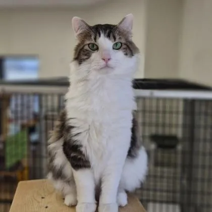 An adult medium-sized male Domestic Medium Hair cat named Hopper for adoption in Woodstock, IL