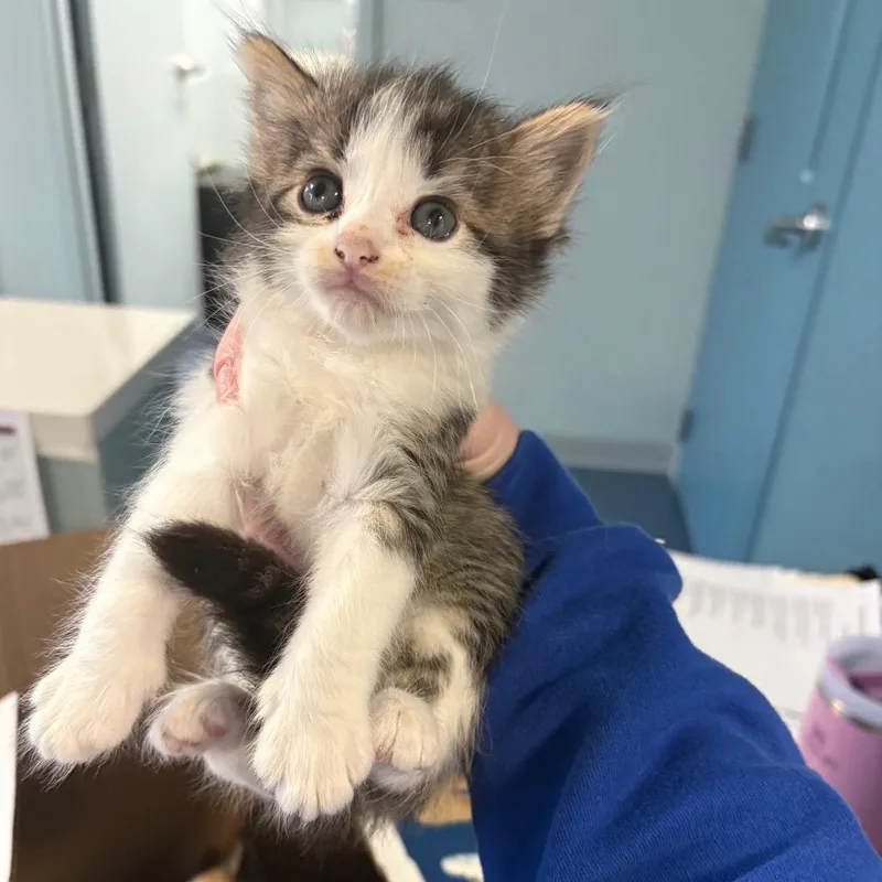 A baby small-sized male White Domestic Short Hair cat named Tony Stark for adoption in Greensboro, NC
