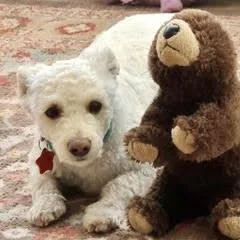 An adult small-sized male Poodle dog named Ricky for adoption in Green Valley, AZ