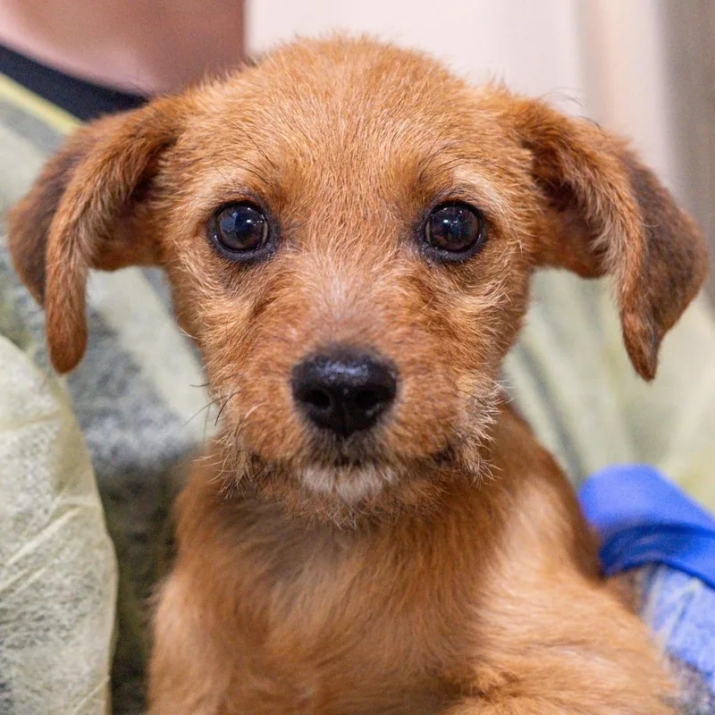 A baby small-sized male Brown / Chocolate Mixed Breed dog named Gustopher Avail by Appt for adoption in Kennebunk, ME