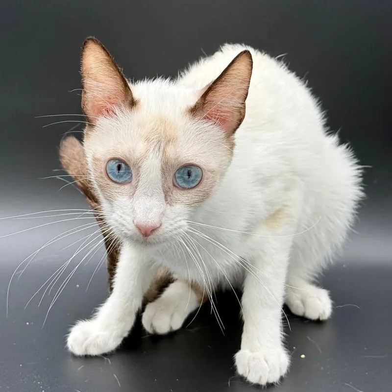 A young small-sized male White Snowshoe cat named Dumpling for adoption in Los Angeles, CA