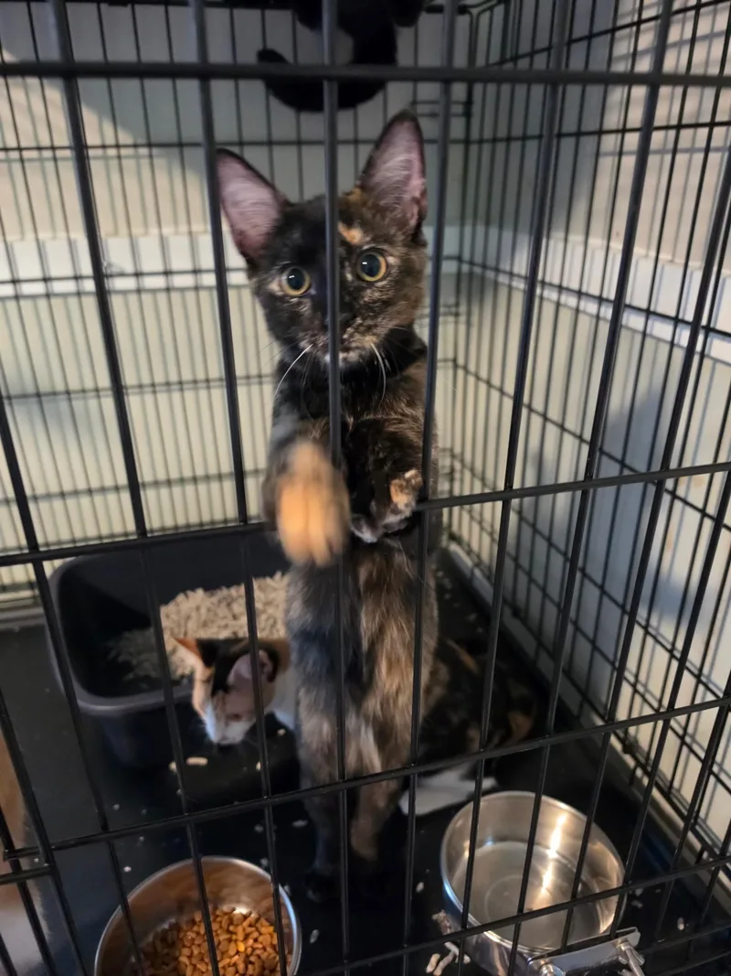 A young small-sized female Domestic Short Hair cat named Poppy for adoption in Pinson, AL