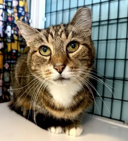 A senior large-sized male Brown / Chocolate Domestic Short Hair cat named Peanut for adoption in Fernandina Beach, FL