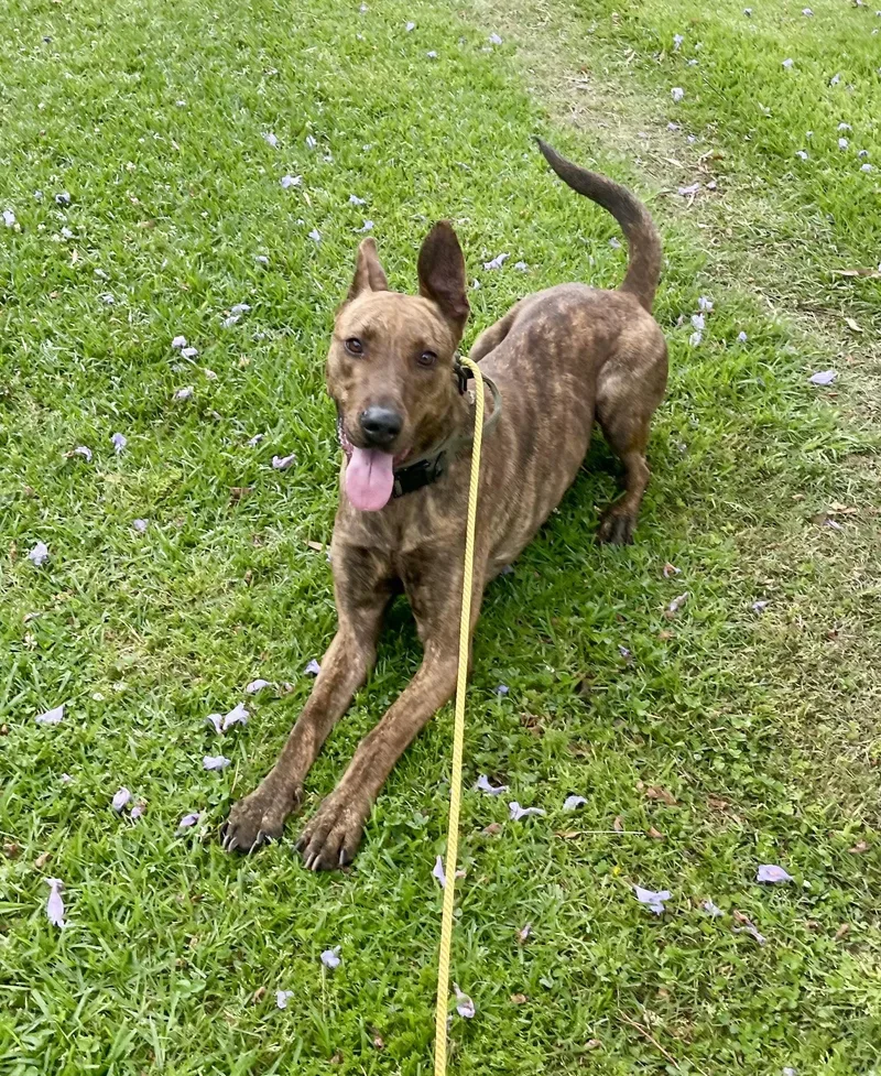 Cinnamon thumbnail 2