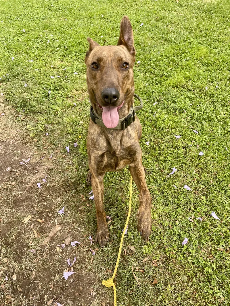 Cinnamon thumbnail 3