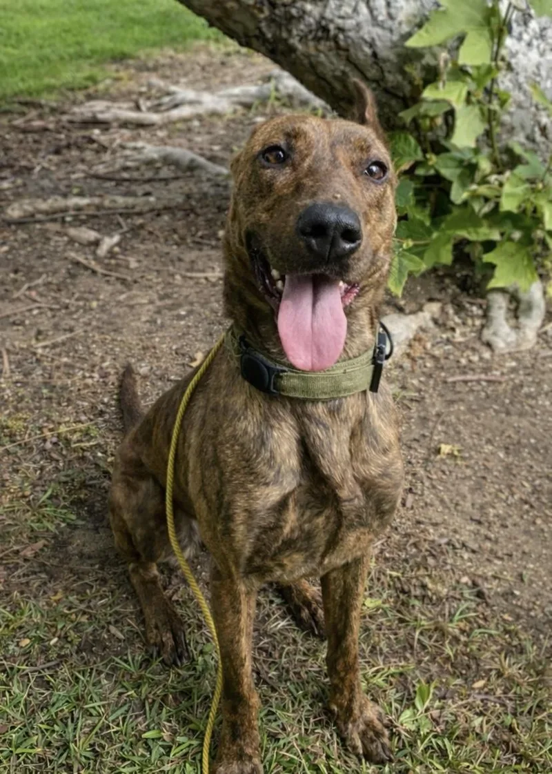 A young large-sized female Brindle Dutch Shepherd dog named Cinnamon for adoption in Santa Rosa Valley, CA