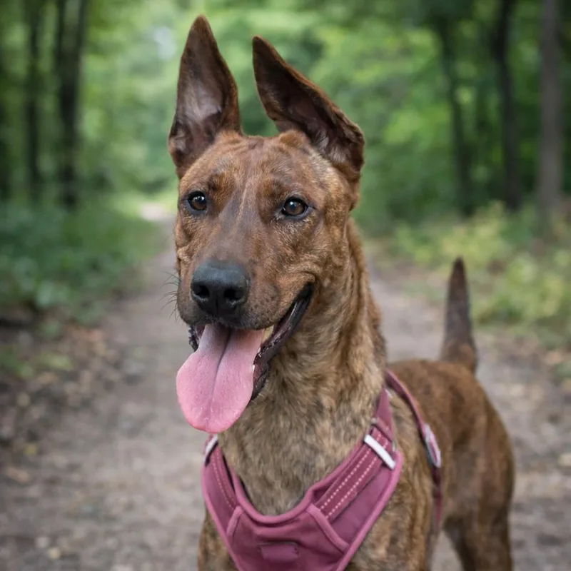 Cinnamon thumbnail 5