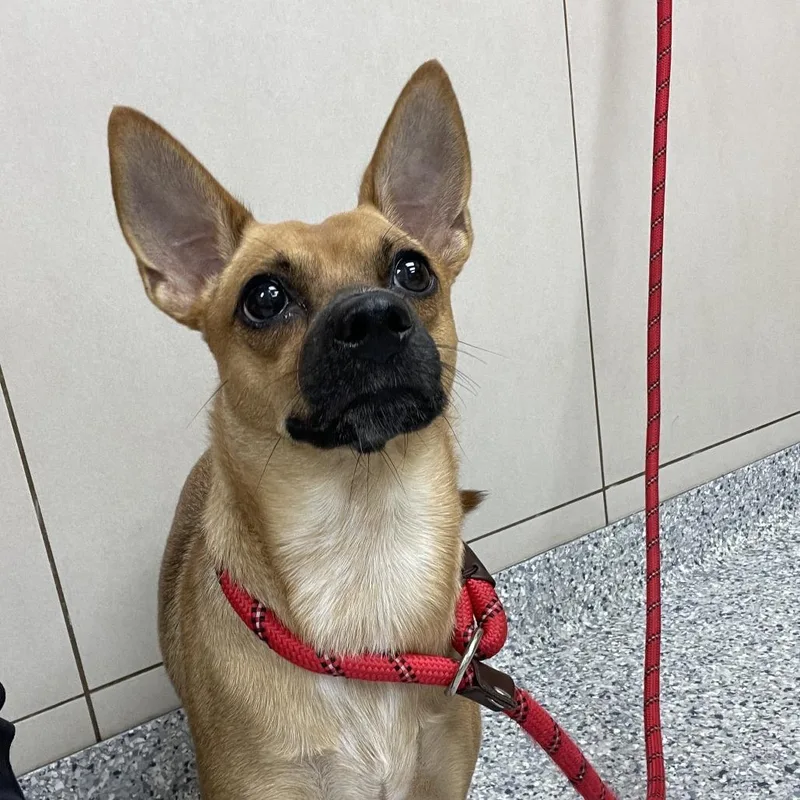 A young small-sized female Yellow / Tan / Blond / Fawn Chihuahua dog named Dolly for adoption in Chicago, IL