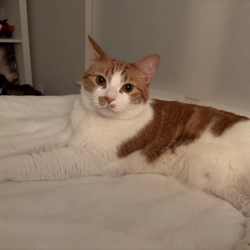 Captain Butler thumbnail 3