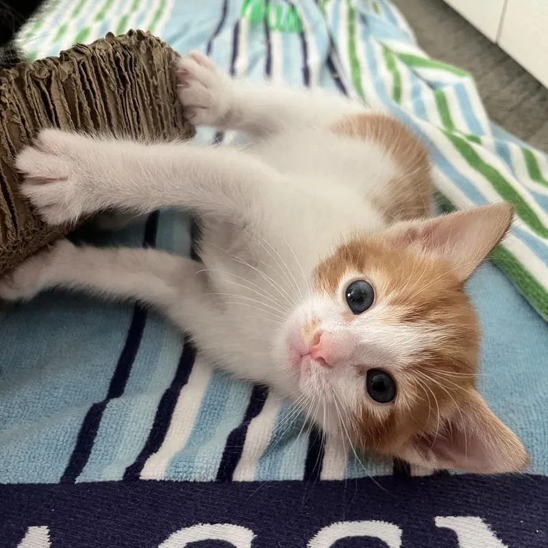 Captain Butler thumbnail 4