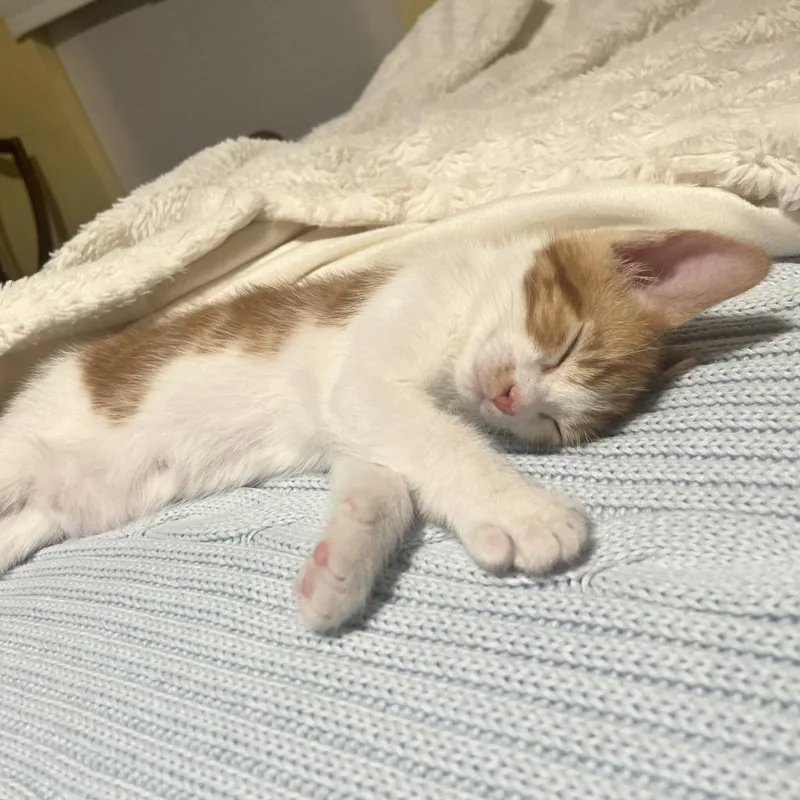 Captain Butler thumbnail 5