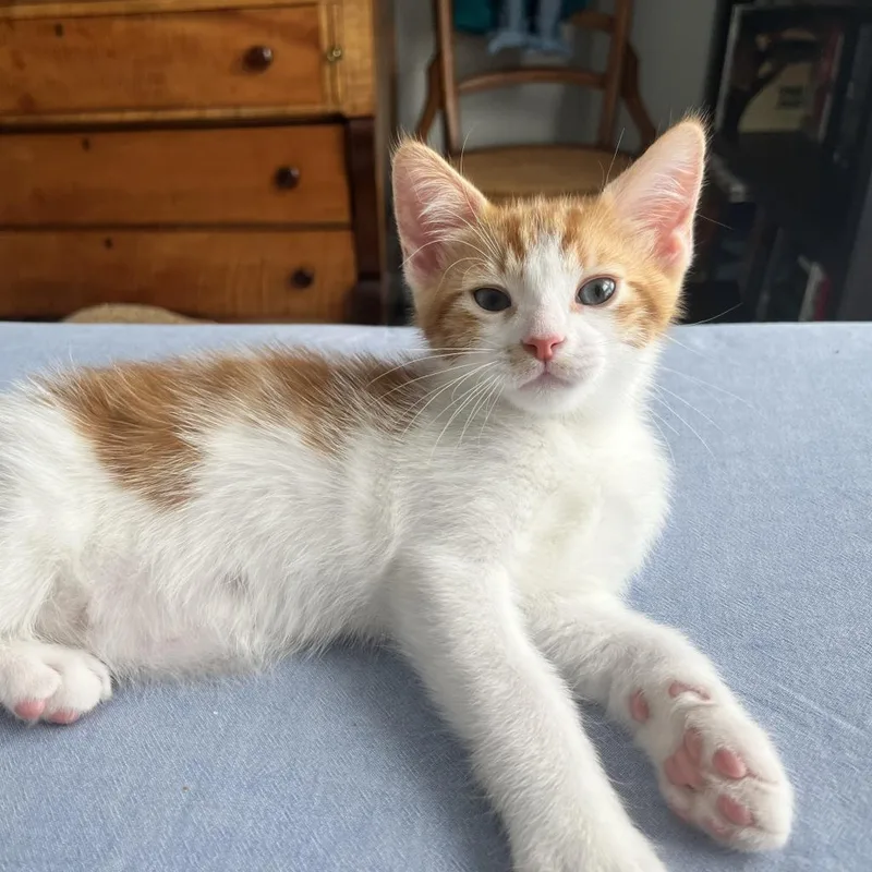 Captain Butler thumbnail 6