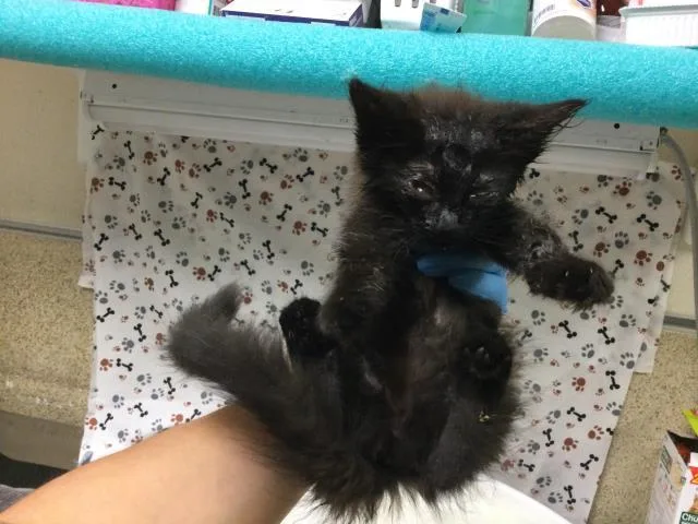 A baby small-sized female Domestic Short Hair cat named Gwen for adoption in Riverside, CA