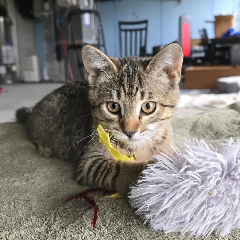 A baby medium-sized female Black Domestic Short Hair cat named Pizza for adoption in Inver Grove Heights, MN
