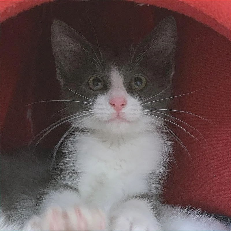 A baby small-sized male Black Domestic Short Hair cat named Ottenheimer for adoption in South Elgin, IL