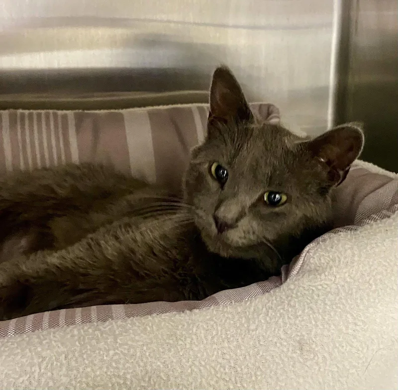 An adult medium-sized female Gray / Blue / Silver Domestic Short Hair cat named Jan Levinson for adoption in Fargo, ND
