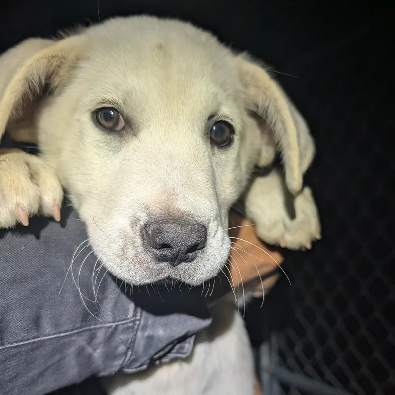 A baby small-sized male White / Cream Mixed Breed dog named Luomen for adoption in Park City, UT
