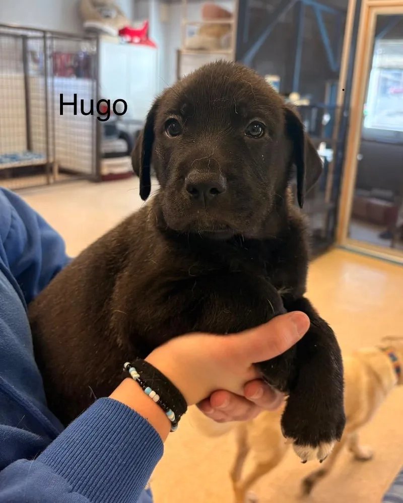 A baby medium-sized male Anatolian Shepherd dog named Hugo for adoption in Heber City, UT