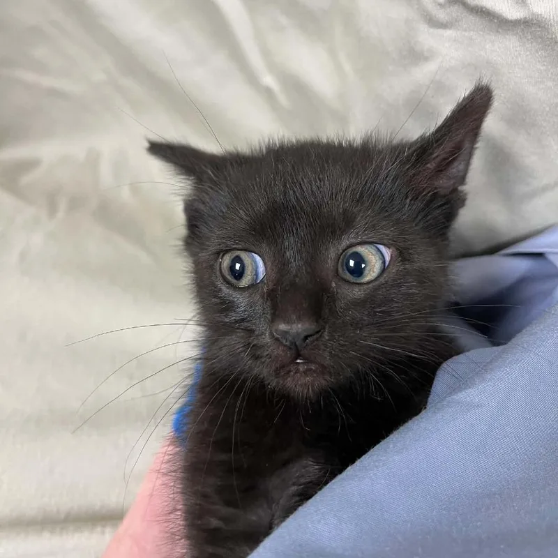 A baby small-sized male Black Domestic Short Hair cat named Kevin C. Cucumber for adoption in Charlottesville, VA