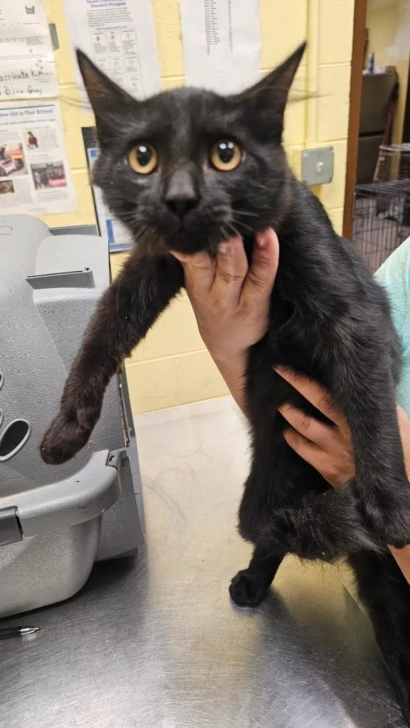 A baby small-sized male Domestic Short Hair cat named Cluster for adoption in Crossville, TN