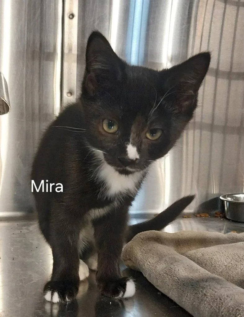A baby small-sized female Black & White / Tuxedo Domestic Medium Hair cat named Mira for adoption in Saint George, UT
