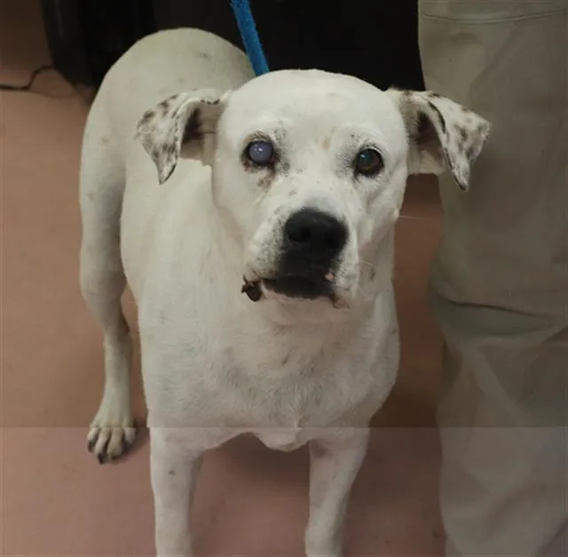 An adult medium-sized female Mixed Breed dog named Rosalind for adoption in Columbia, SC