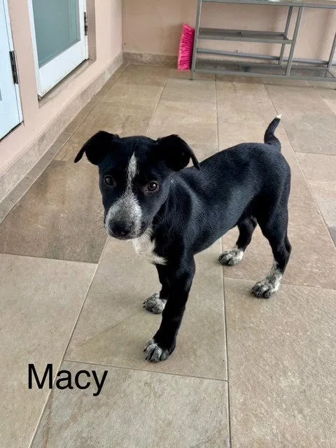 A baby medium-sized female Labrador Retriever dog named Macy for adoption in Lake Hopatcong, NJ