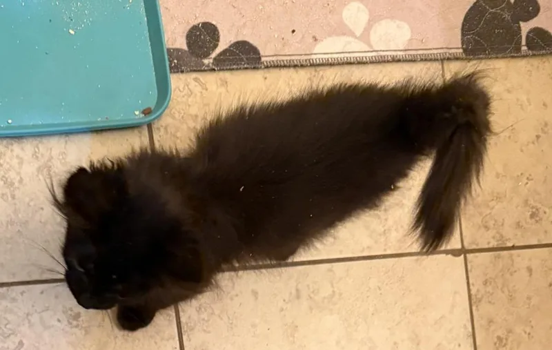 Hershey thumbnail 4
