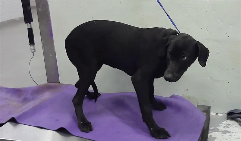 A baby small-sized female Labrador Retriever dog named Wanda for adoption in Houston, TX