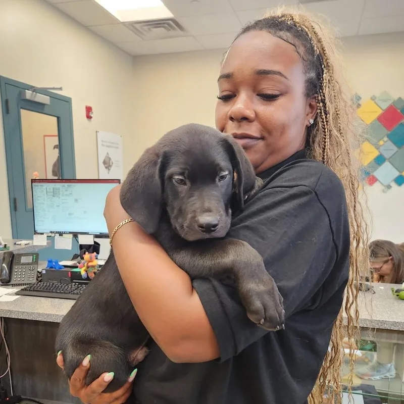 A baby medium-sized male Black Retriever dog named Graphite for adoption in New Rochelle, NY