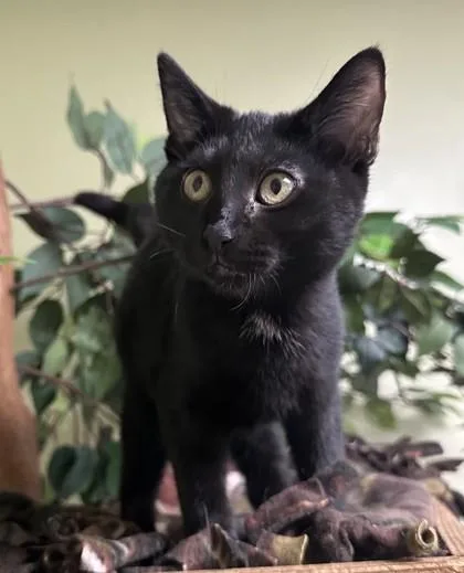 A baby small-sized female Domestic Short Hair cat named Destiny for adoption in Hastings, NE